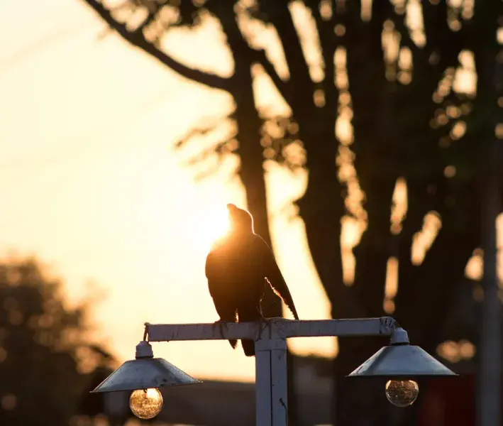 Finding Our Golden Hour