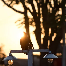 Finding Our Golden Hour