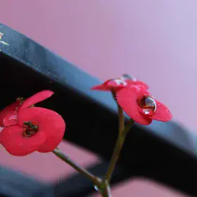 Red flowers with water drops