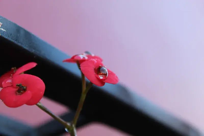 Red flowers with water drops