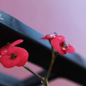 Red flowers with water drops
