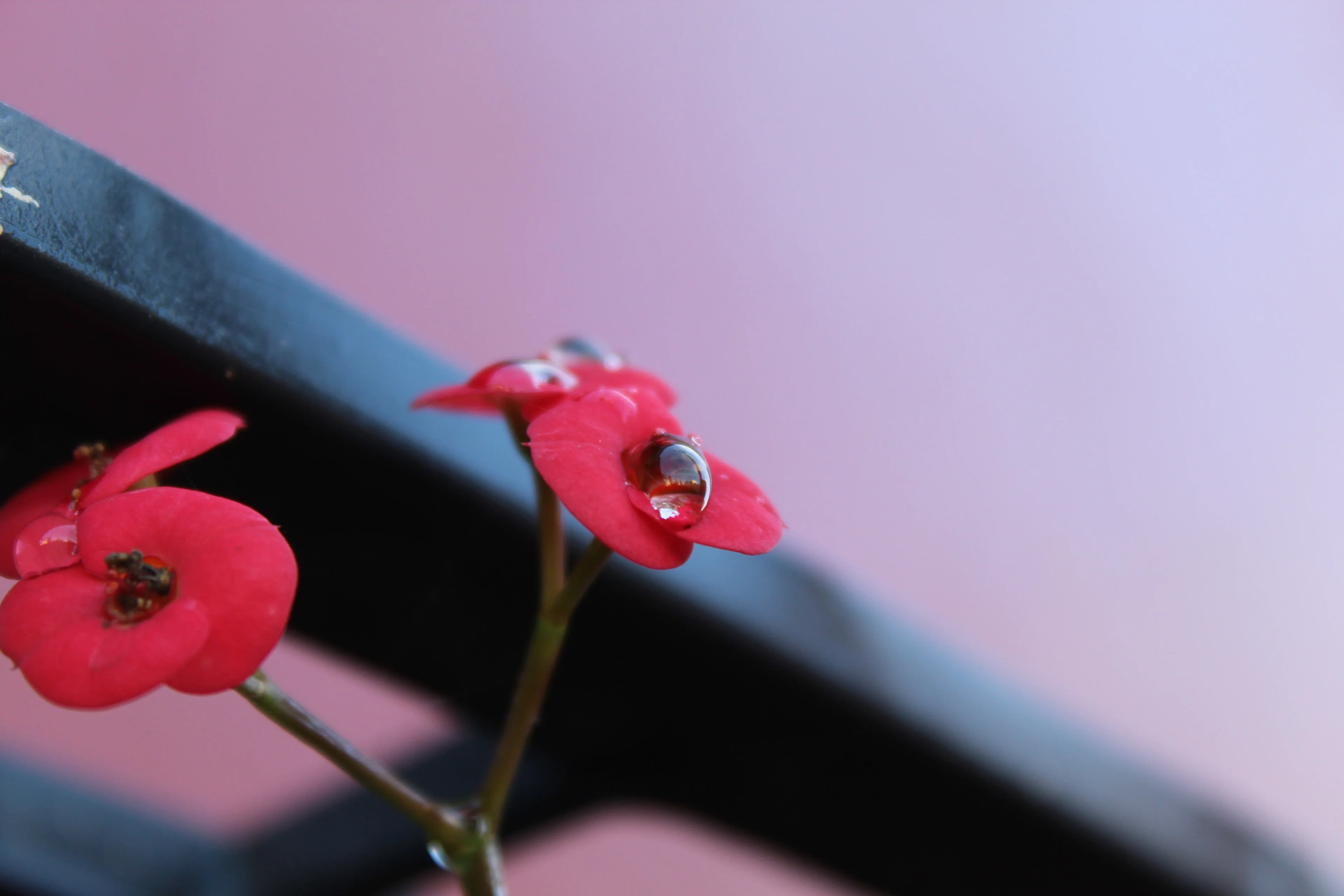 Red flowers with water drops
