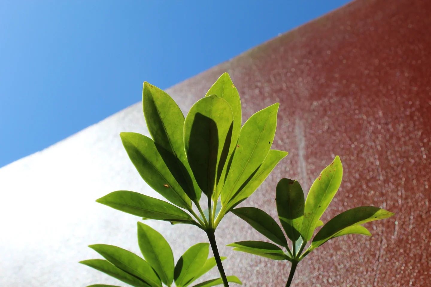 Vibrant green leaves against a bright sky and textured wall.