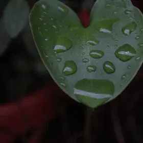 Closeup photo: leaf with rain drops