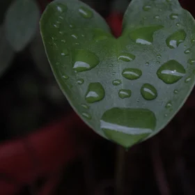 Closeup photo: leaf with rain drops