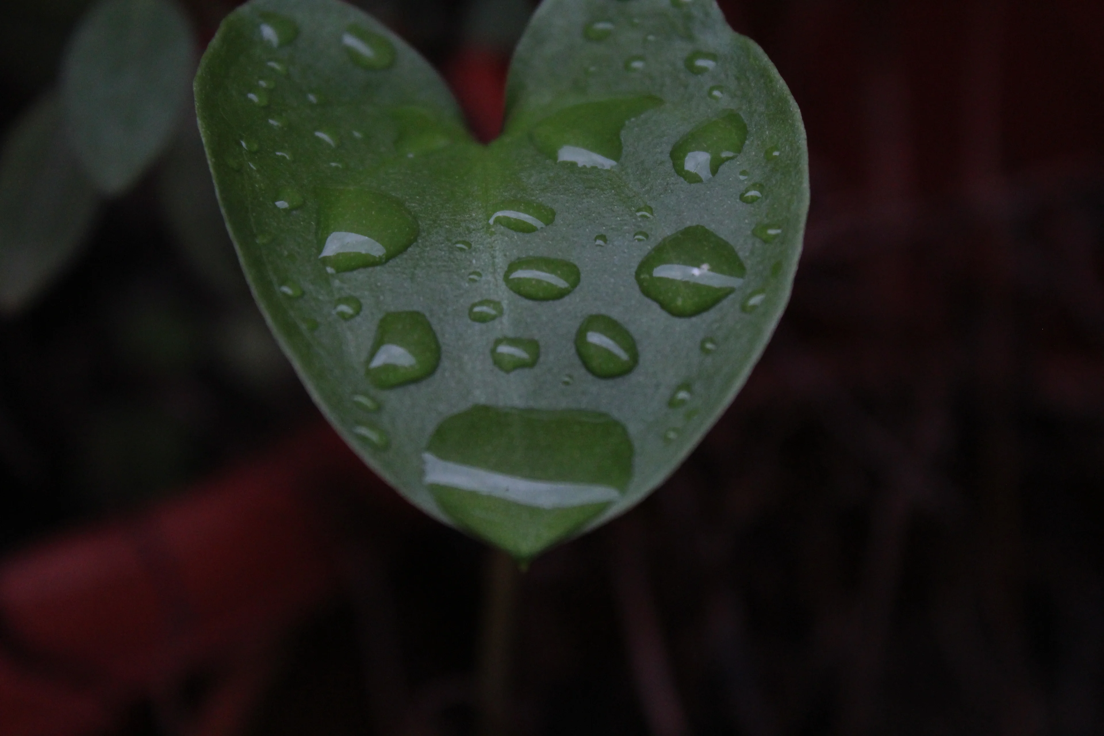 Closeup photo: leaf with rain drops