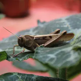 Grasshopper caught on camera