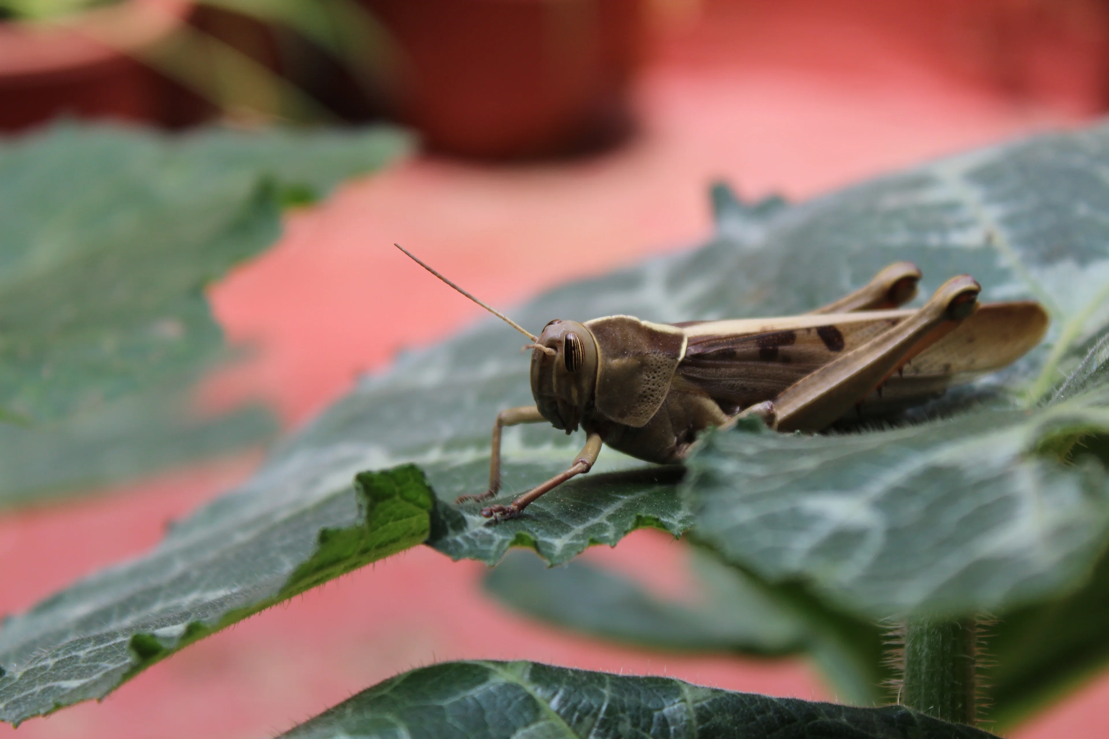 Grasshopper caught on camera