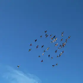Birds flying together in a blue sky
