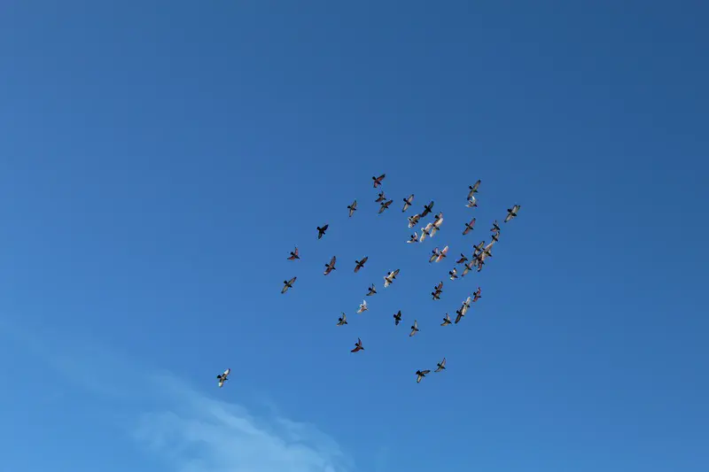 Birds flying together in a blue sky