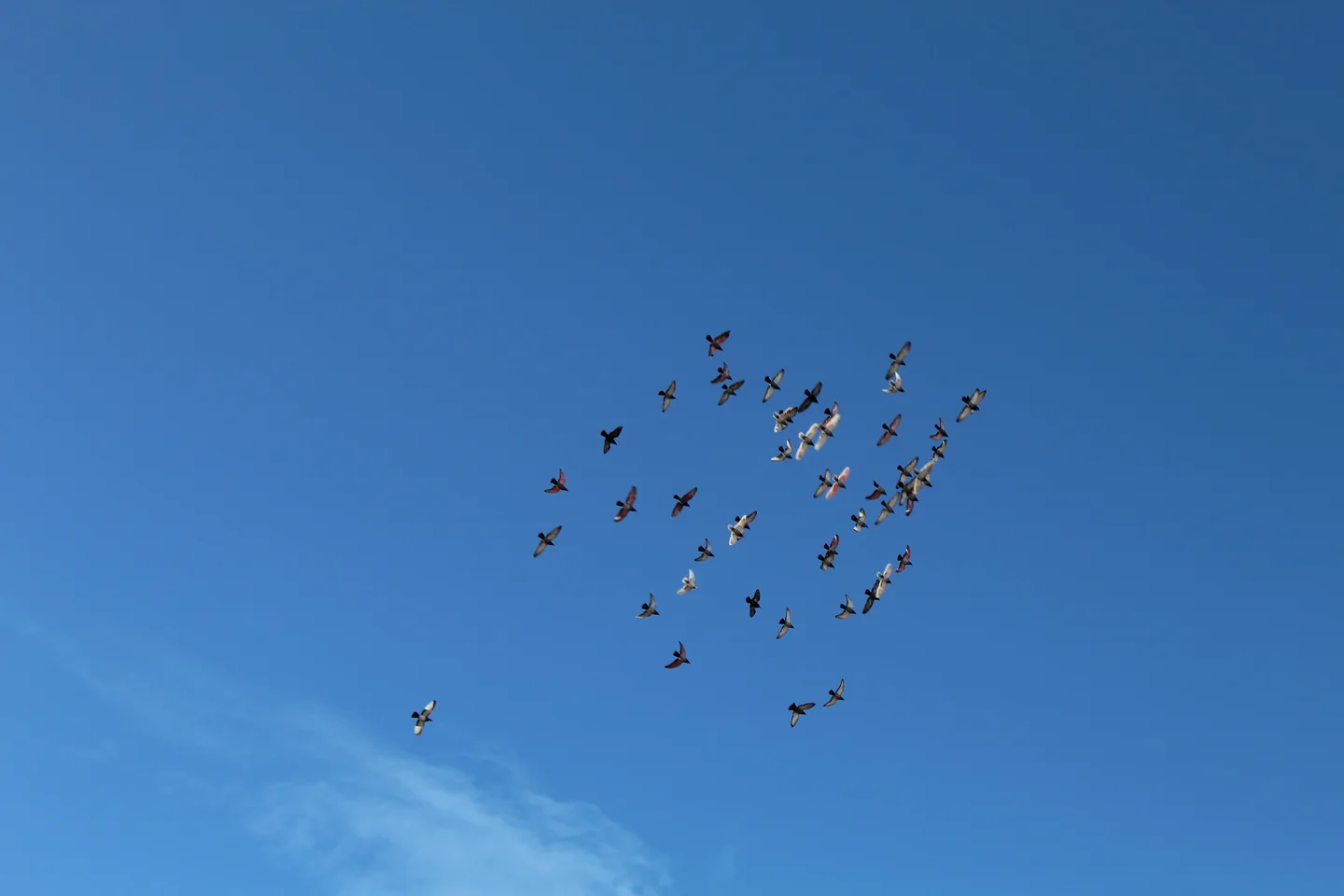 Birds flying together in a blue sky