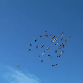 Birds flying together in a blue sky
