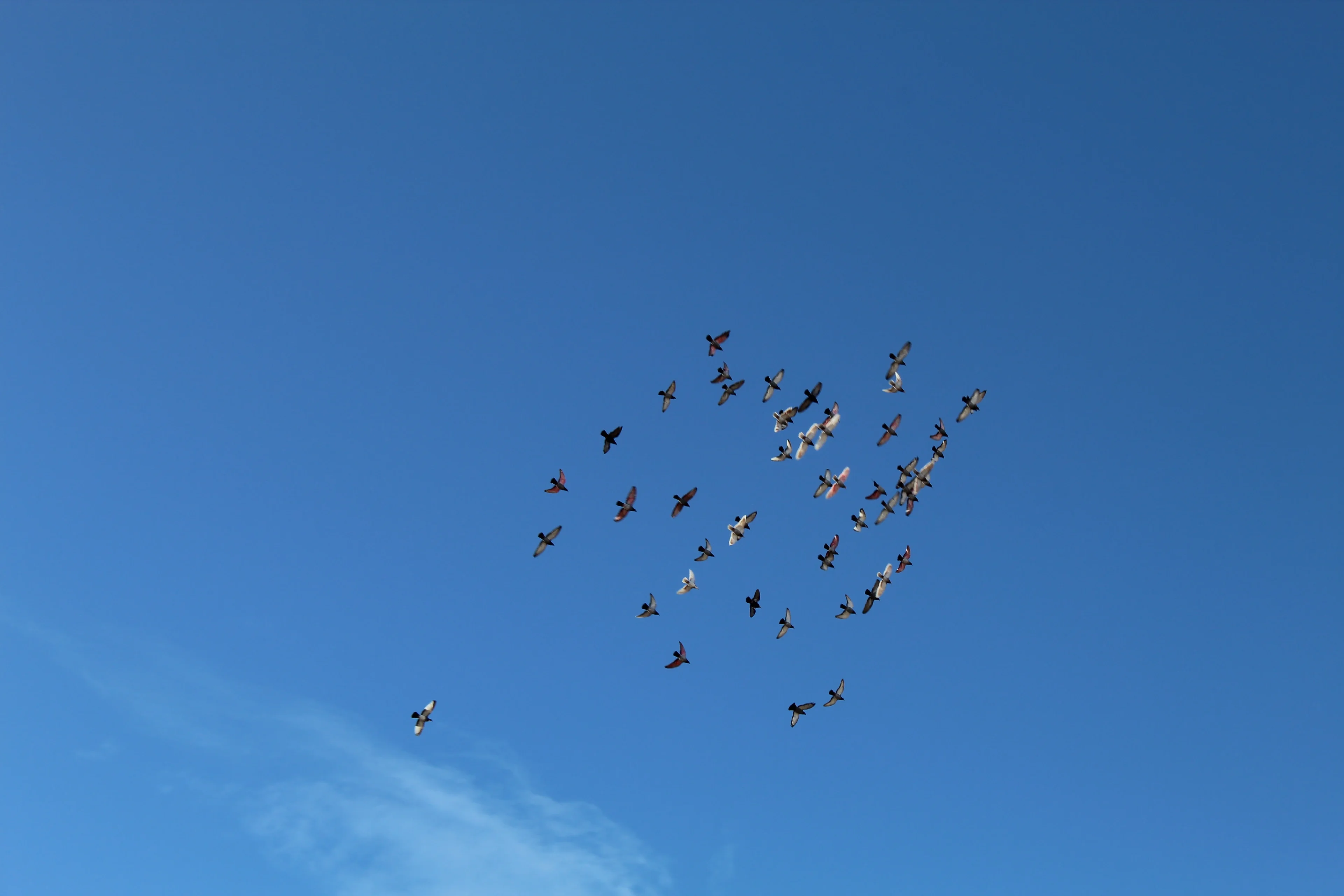 Birds flying together in a blue sky