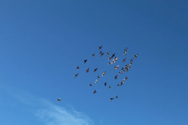 Birds flying together in a blue sky