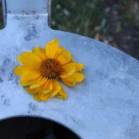 Sunflower head resting alone