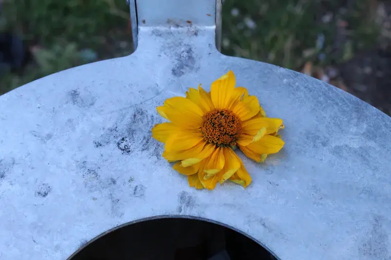 Sunflower head resting alone