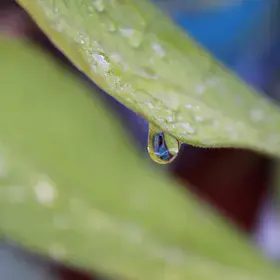 A water drop on a green leaf