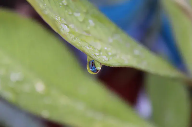 A water drop on a green leaf