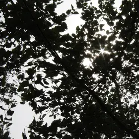 Sunlight hidden by tree leaves