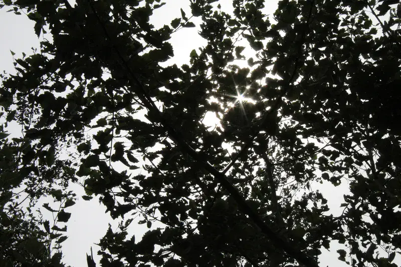 Sunlight hidden by tree leaves