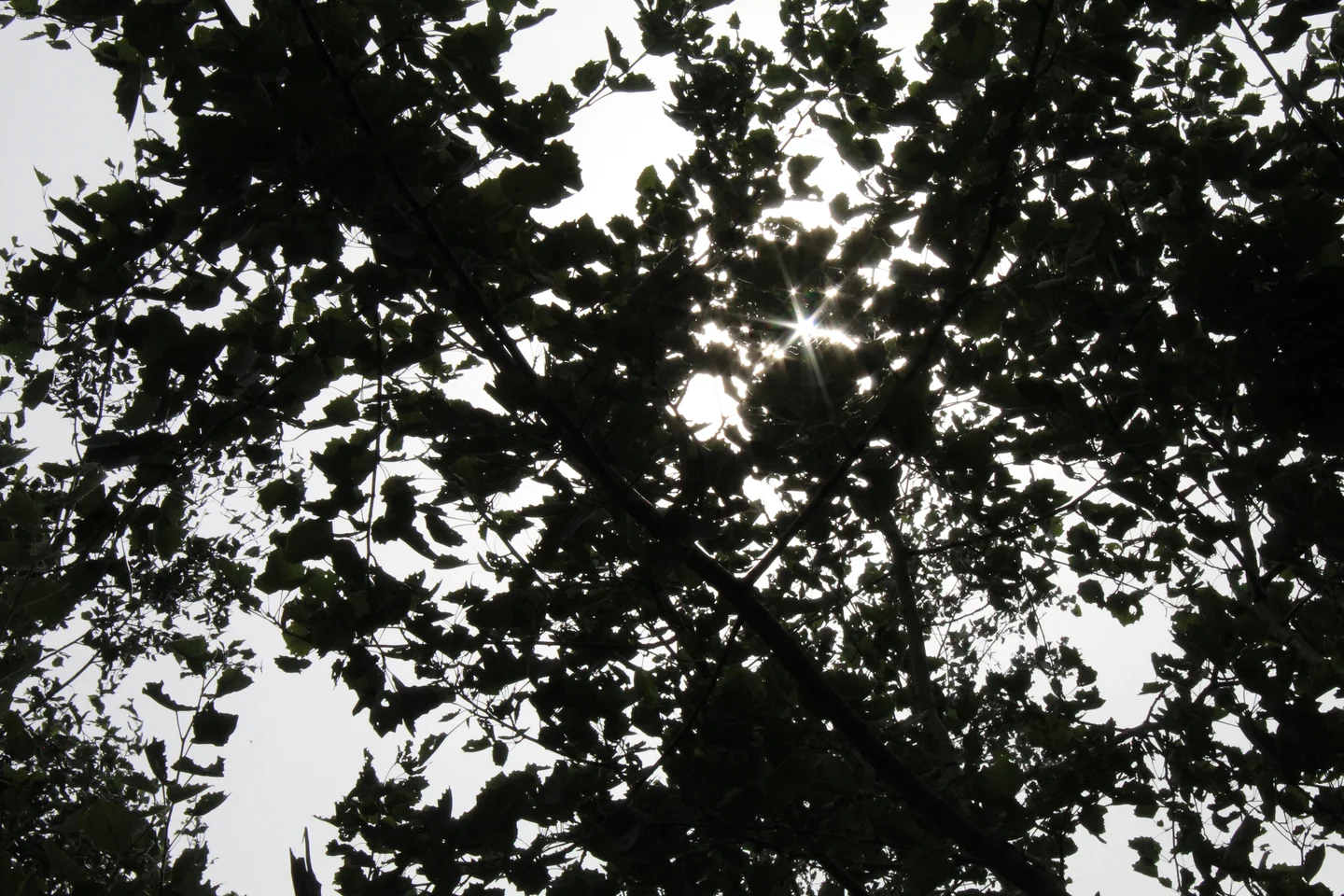 Sunlight hidden by tree leaves