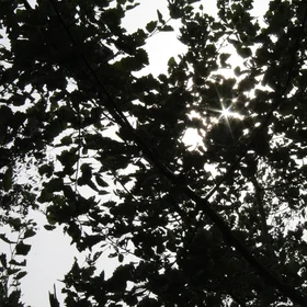 Sunlight hidden by tree leaves
