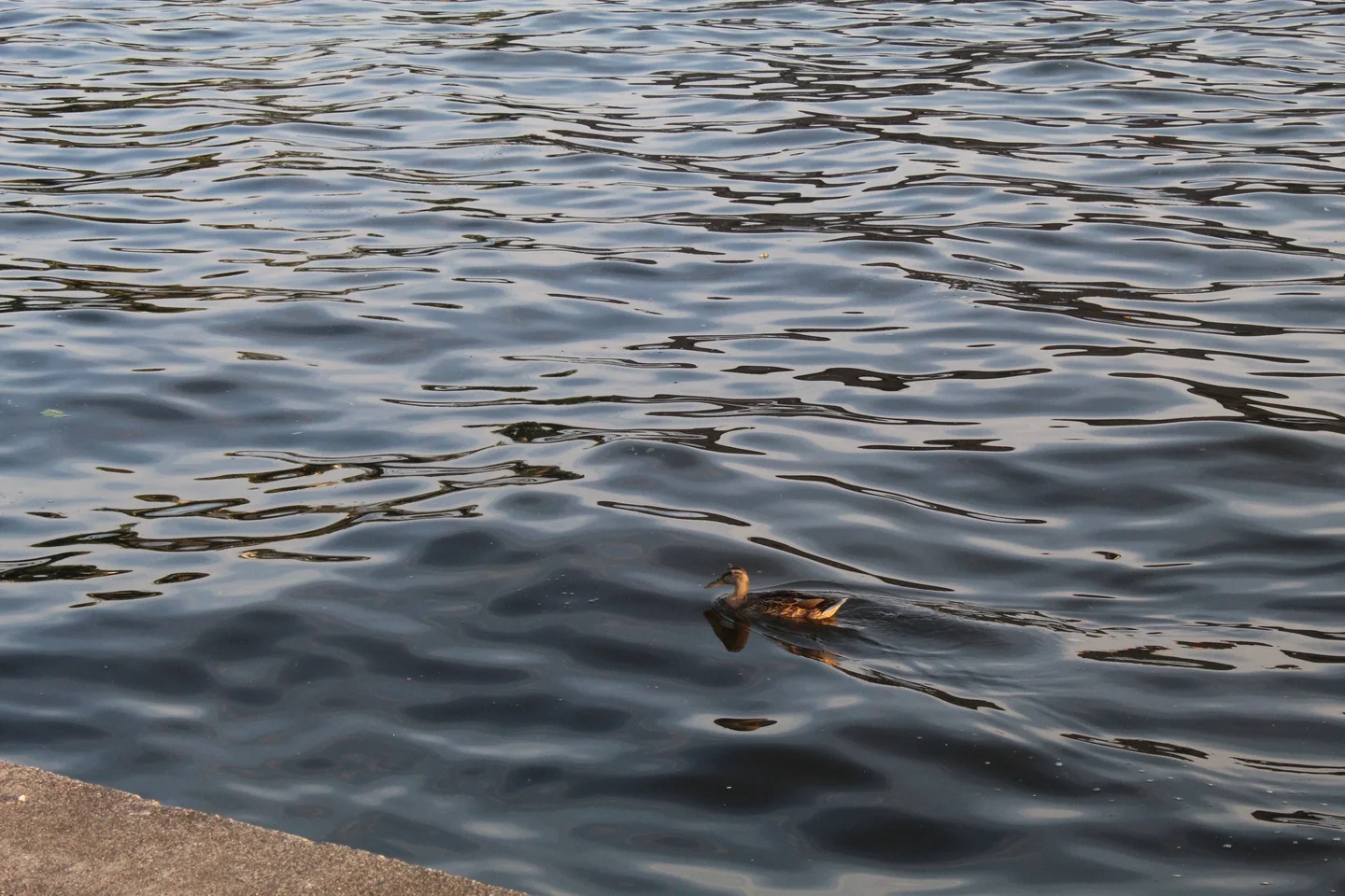 Small duck swimming on water