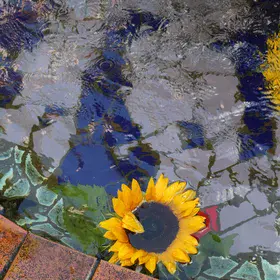 Sunflower floating in water