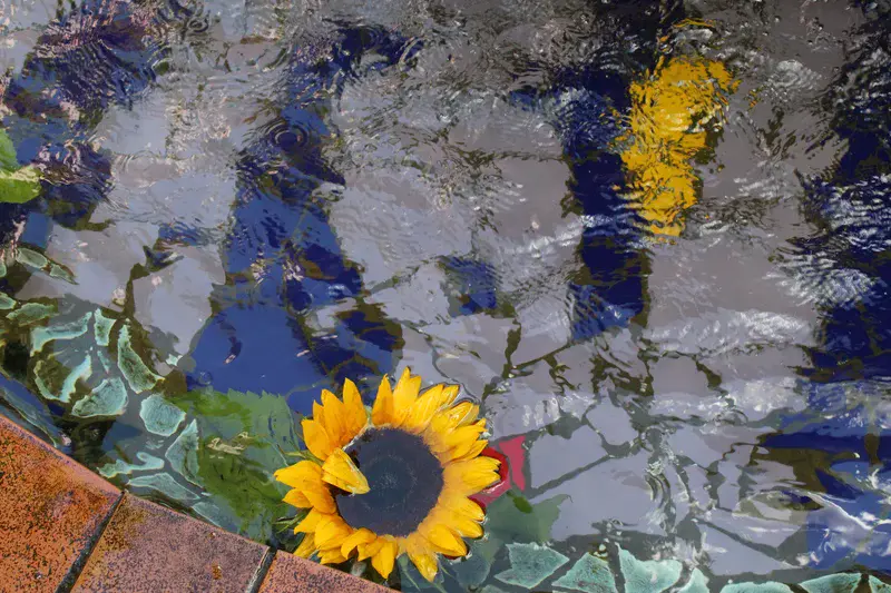 Sunflower floating in water
