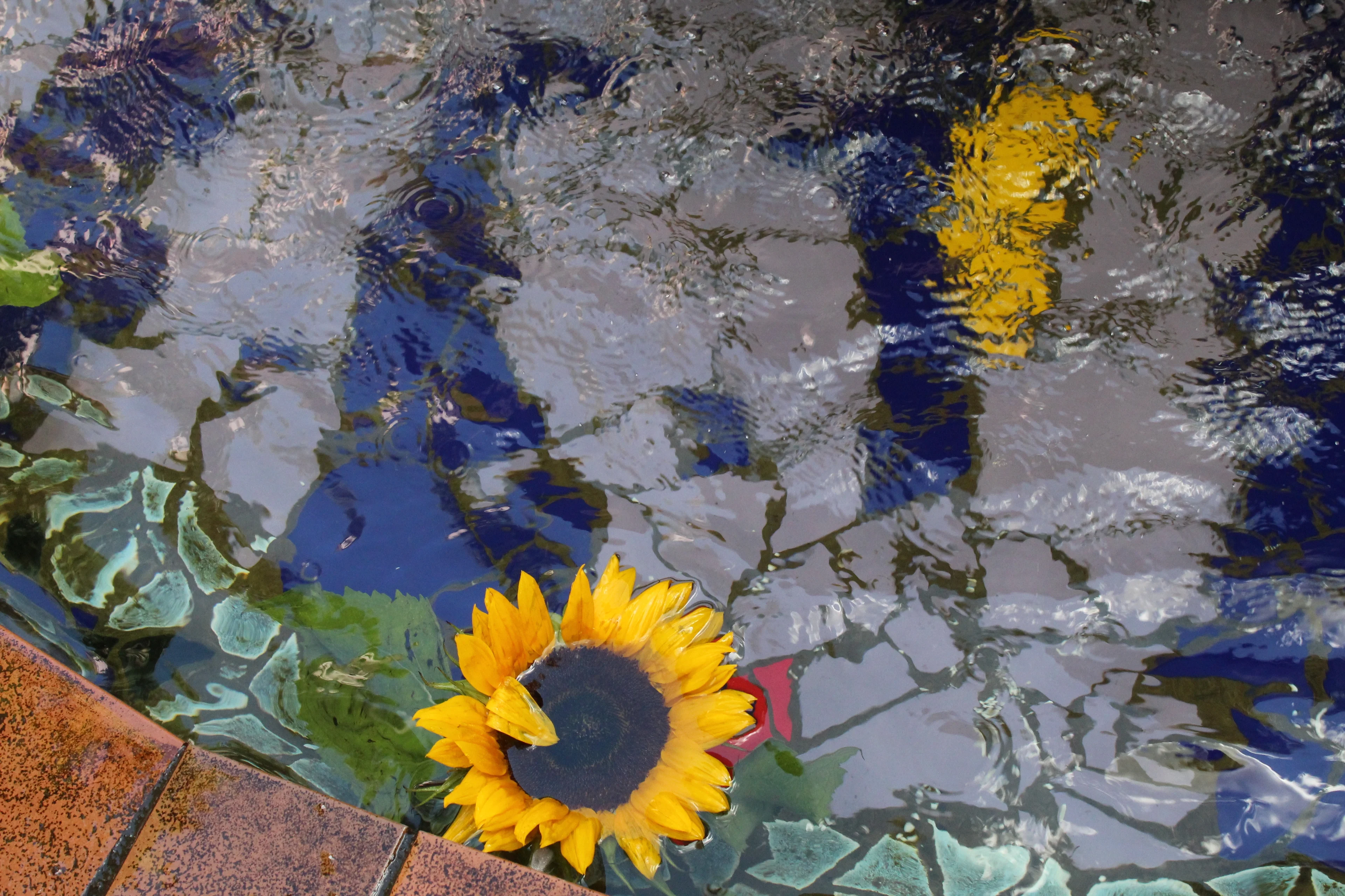 Sunflower floating in water