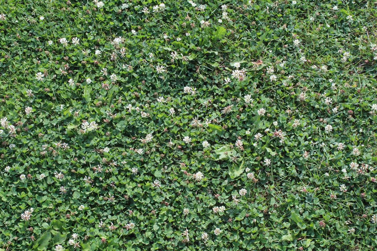 Lush green clover with scattered white flowers covers a grassy area.
