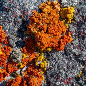 Vibrant Living Garnets