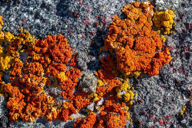 Vibrant Living Garnets