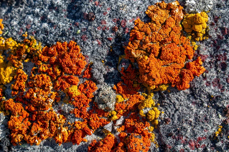 Vibrant Living Garnets