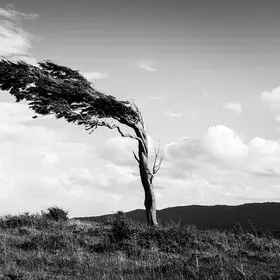 Wind-blown: Flag-tree, Patagonia