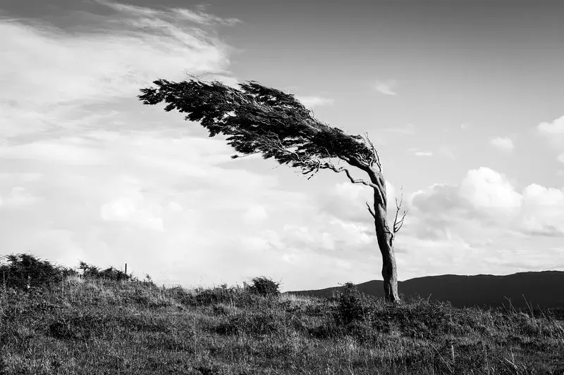 Wind-blown: Flag-tree, Patagonia