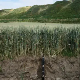 Spring Wheat Growing on Coastal Alluvial Soils