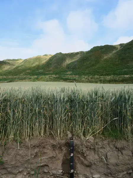 Spring Wheat Growing on Coastal Alluvial Soils