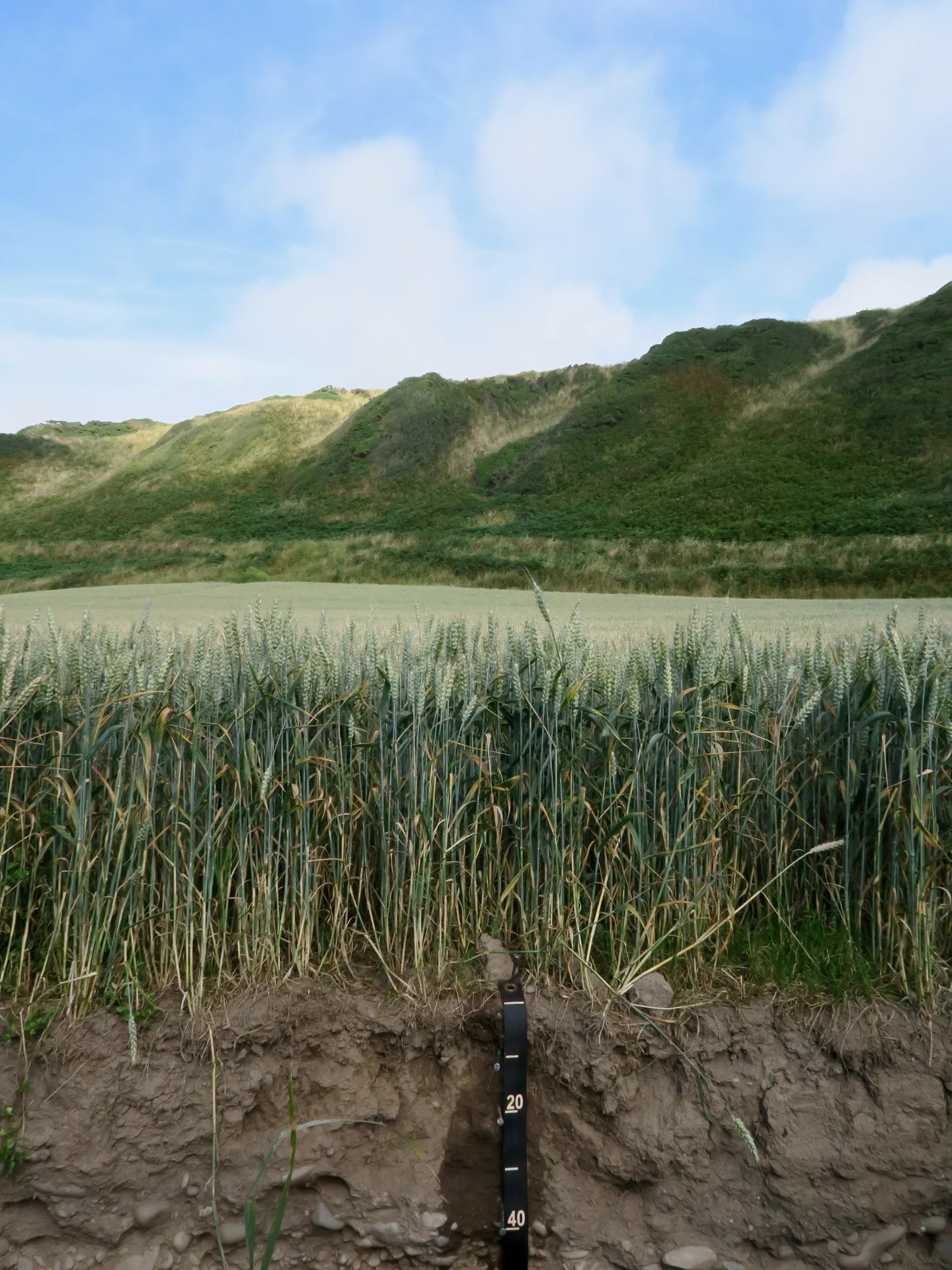 Spring Wheat Growing on Coastal Alluvial Soils
