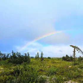 Rainbow greets 'drunken trees' in the Low Arctic.