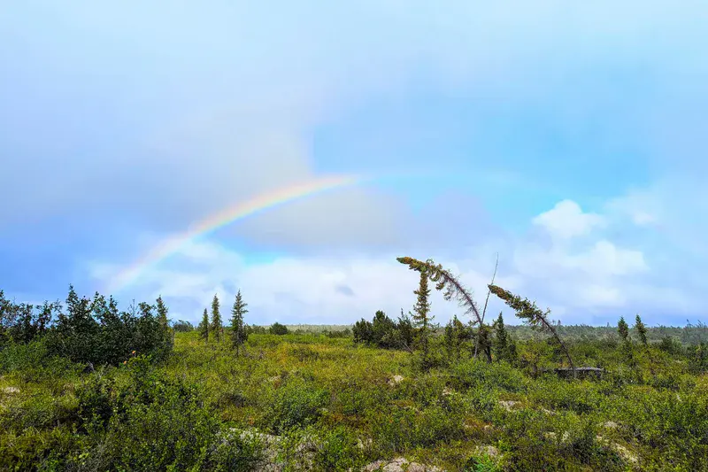 Rainbow greets 'drunken trees' in the Low Arctic.