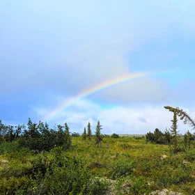 Rainbow greets 'drunken trees' in the Low Arctic.