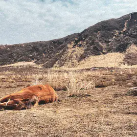Resting in volcanic grasslands