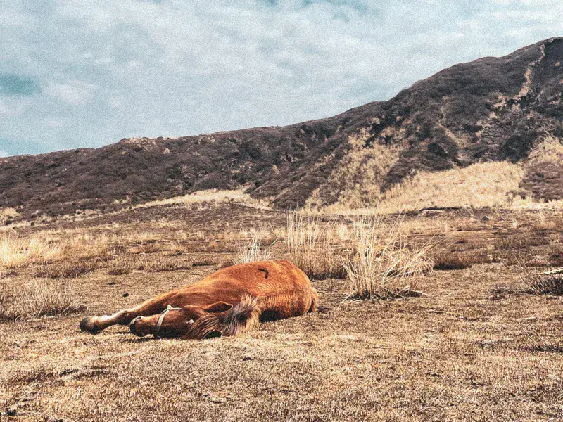 Resting in volcanic grasslands
