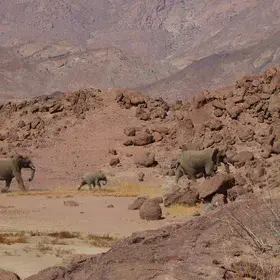 Desert elephants on the move