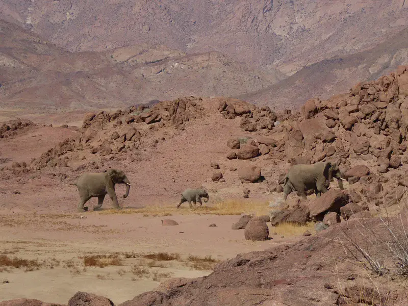 Desert elephants on the move