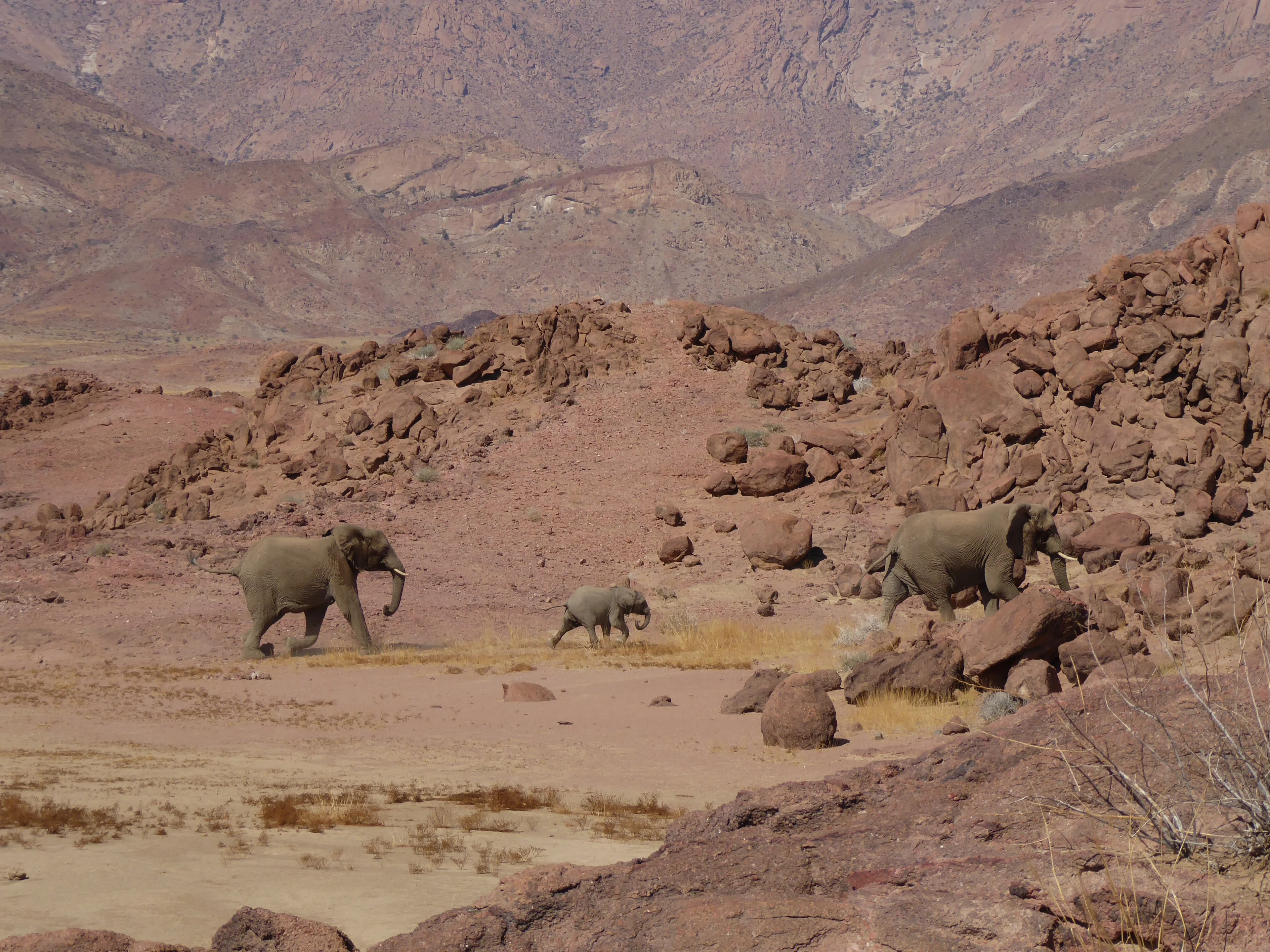 Desert elephants on the move