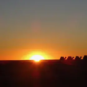 Camels in the desert at sunset