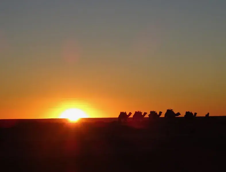 Camels in the desert at sunset