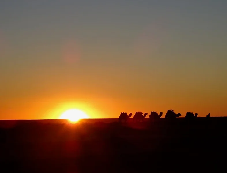 Camels in the desert at sunset